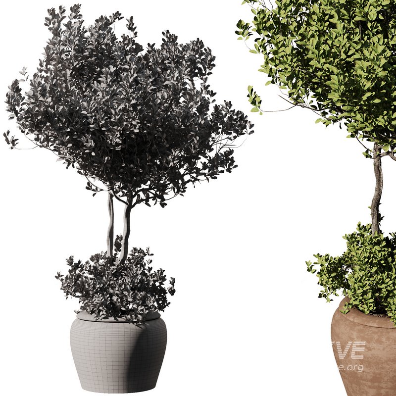 Outdoor Plant Set58 – olive in pot - Image 4