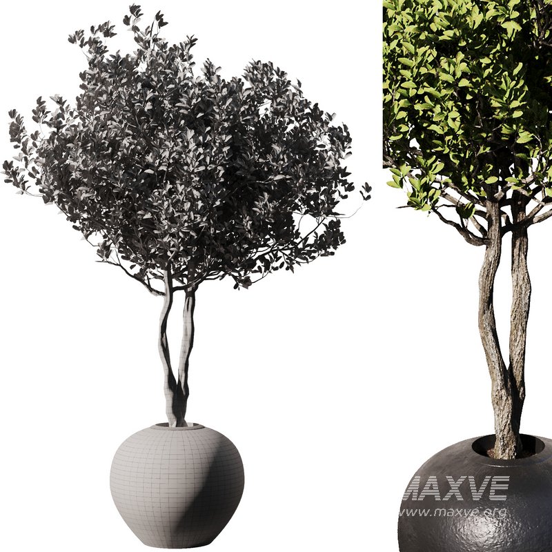 Indoor Plant Set57 – Olive pot - Image 3