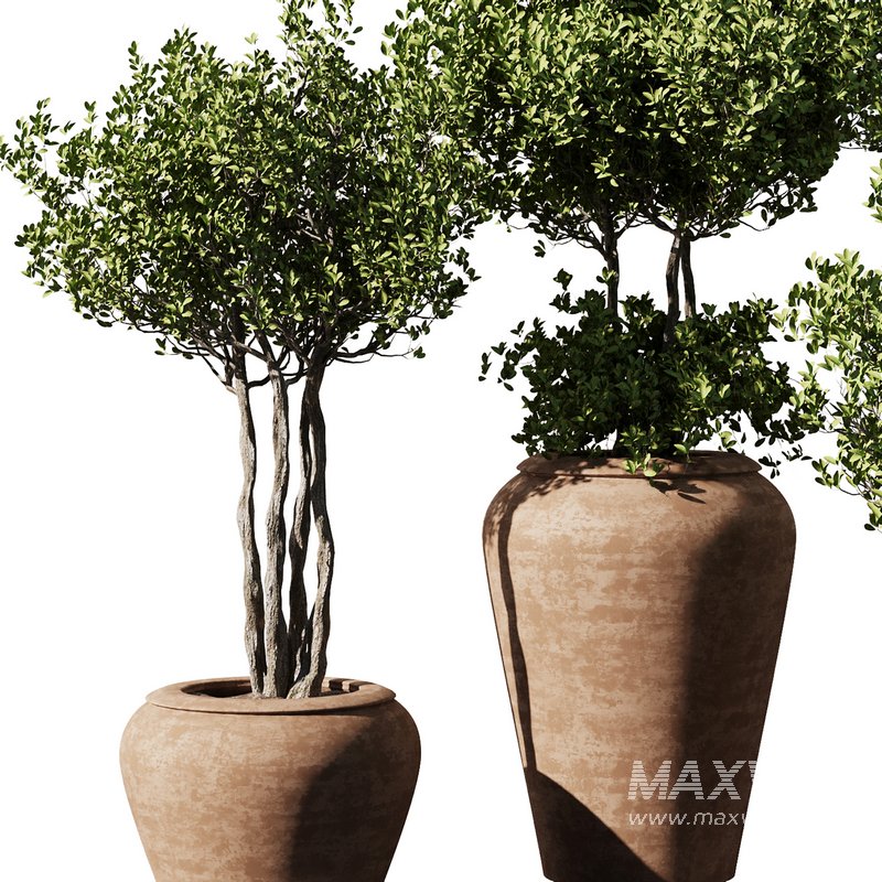 Indoor Plant Set55 – Olive in pot - Image 3