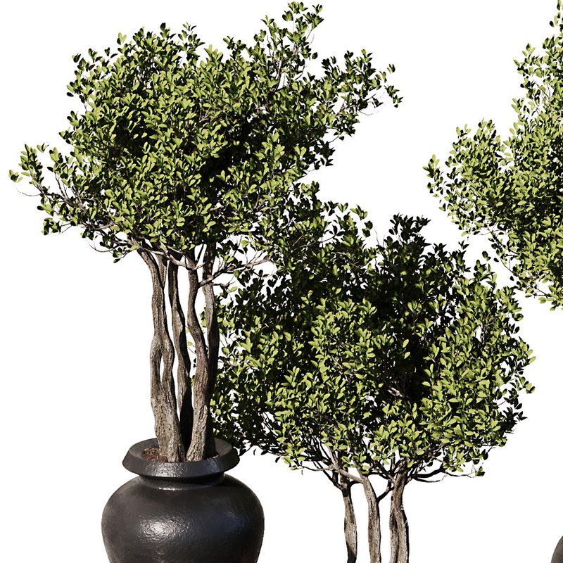 Indoor Plant Set56 – olive in old pot - Image 2