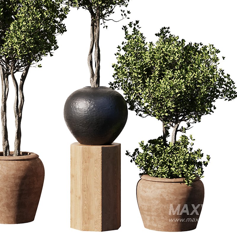 Indoor Plant Set56 – olive in old pot - Image 3