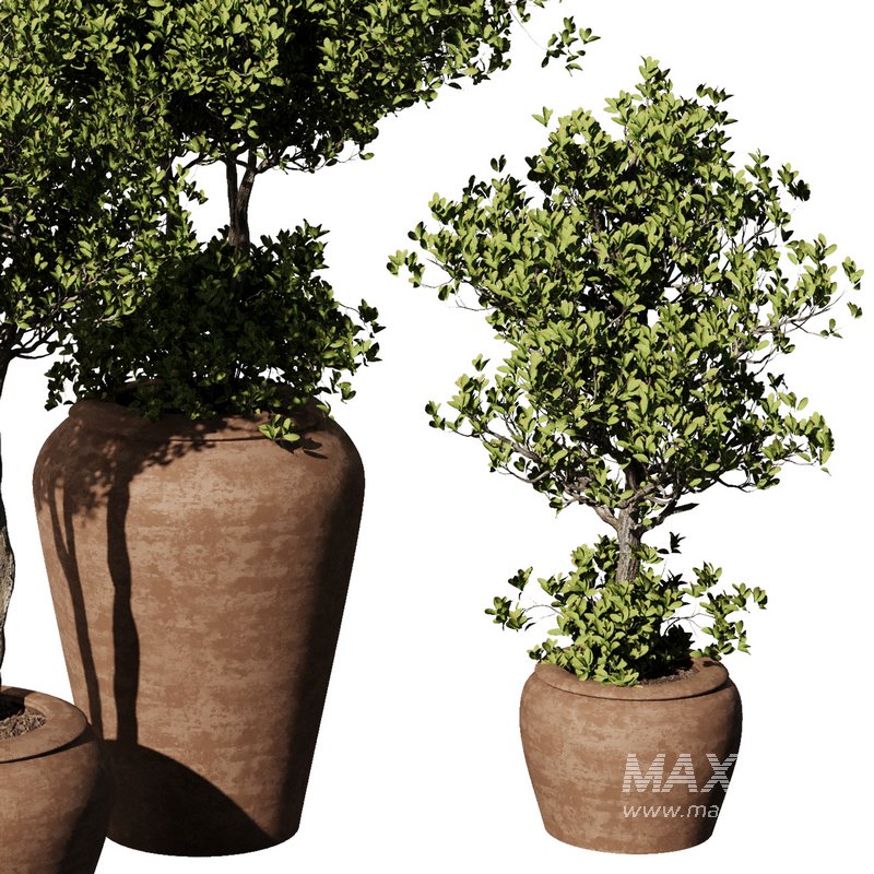 Indoor Plant Set55 – Olive in pot - Image 4