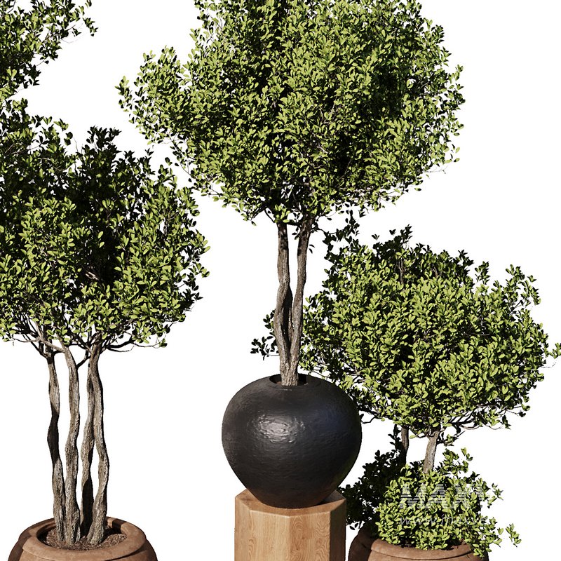 Indoor Plant Set56 – olive in old pot - Image 4