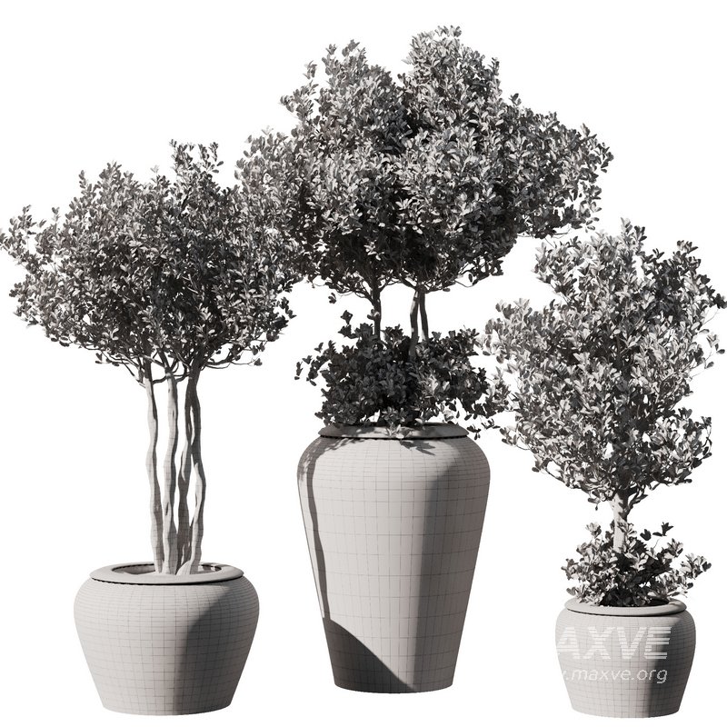 Indoor Plant Set55 – Olive in pot - Image 5