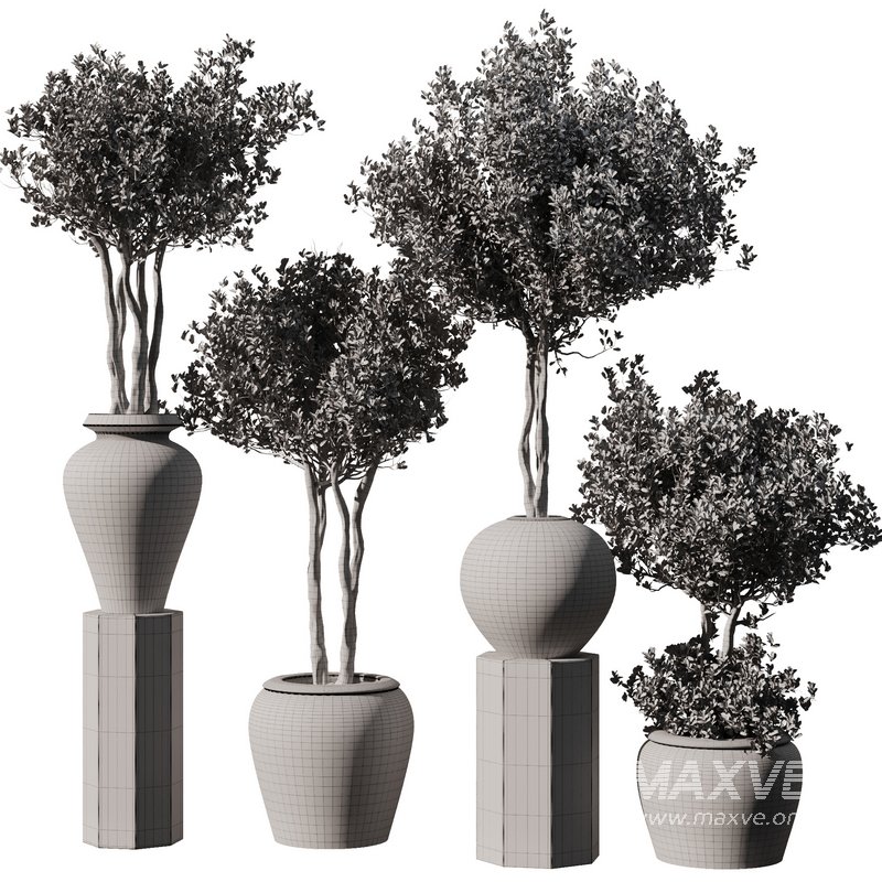 Indoor Plant Set56 – olive in old pot - Image 5