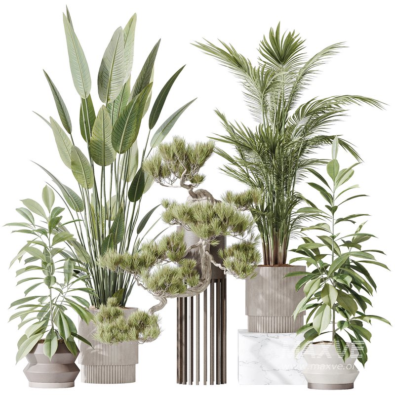 Indoor plant set 31 - Image 1