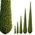 Italian Cypress Tree02 - Thumbnail 1