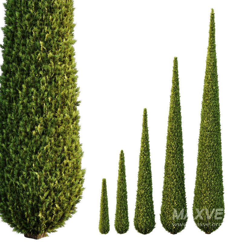 Italian Cypress Tree02 - Image 1