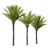 HQ Plants Phoenix Dactylifera Date Jurassic Palm Tree - Thumbnail 1