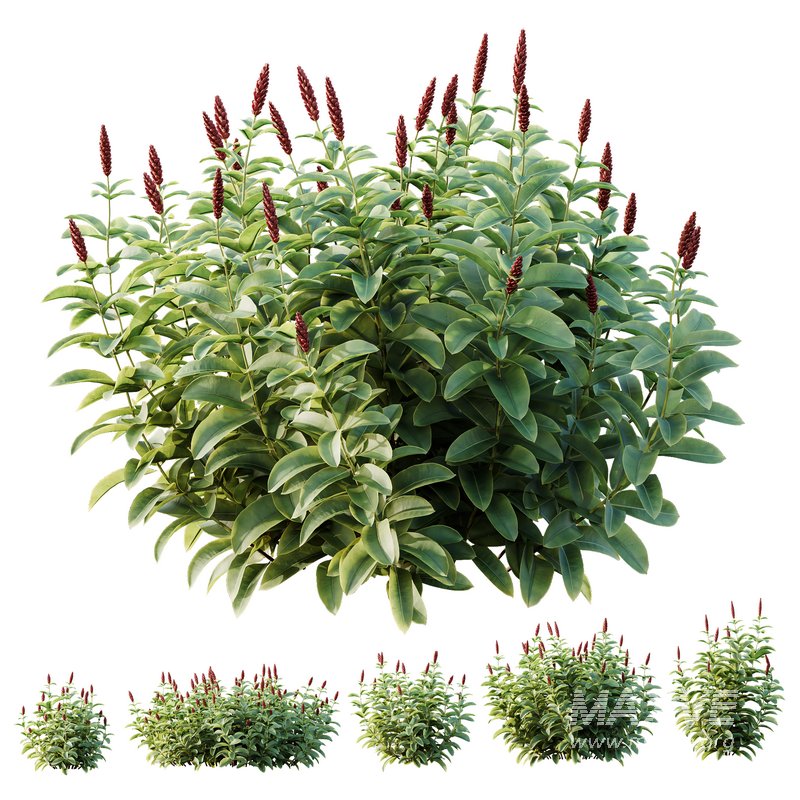 HQ Plants Costus Speciosus Bulbs Crape Malay Ginger - Image 1