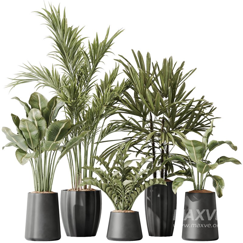 Indoor plant set 40 - Image 1
