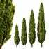 Italian Cypress Tree01 - Thumbnail 2