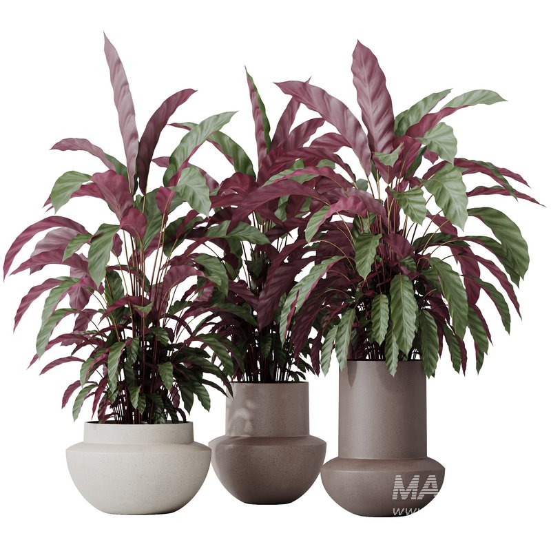 HousePlants Calathea Rufibarba Elbergrass Velvet Affordable - Image 1