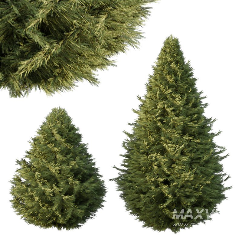 Spruce Tree06 - Image 1