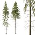 Spruce Tree02 - Thumbnail 1