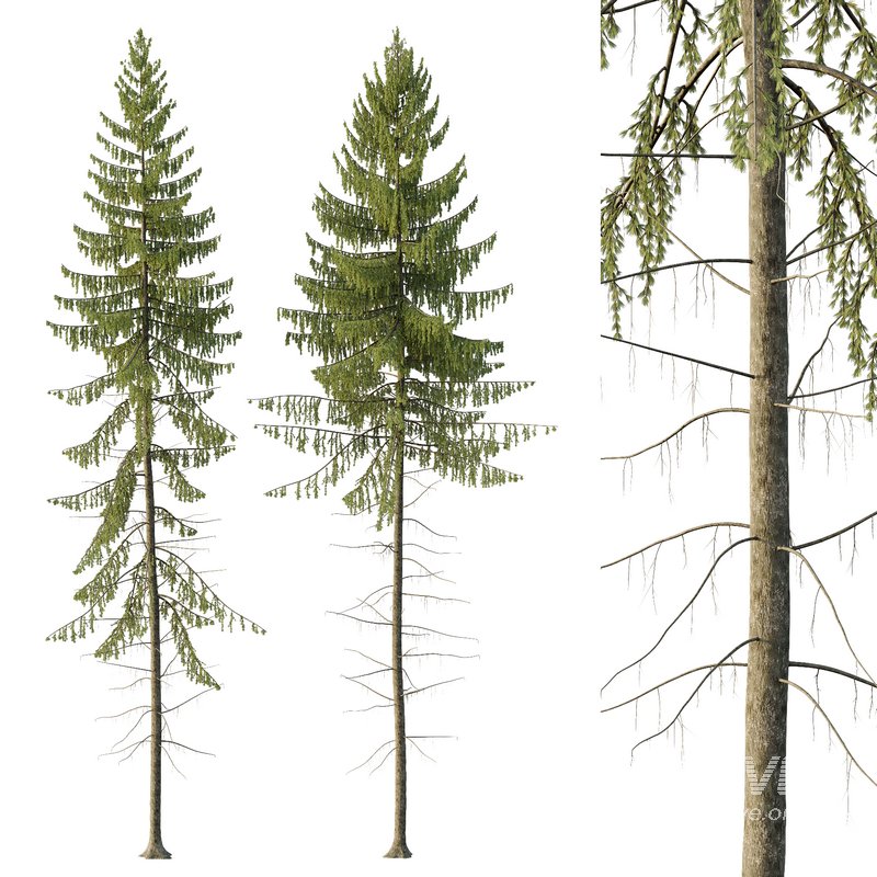 Spruce Tree02 - Image 1