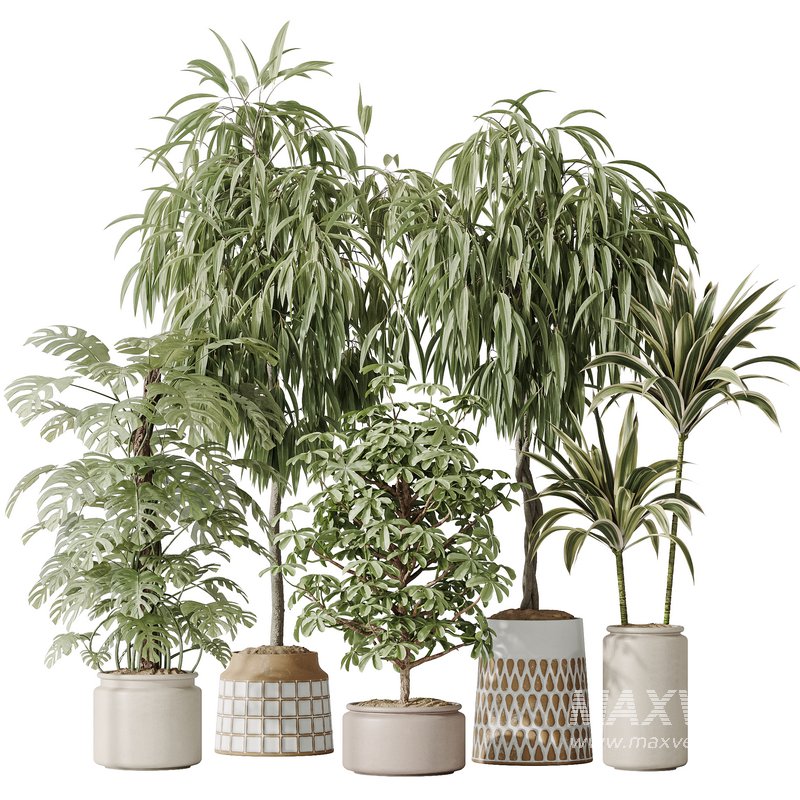 Indoor plant set 39 - Image 1