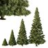 Spruce Tree07 - Thumbnail 2
