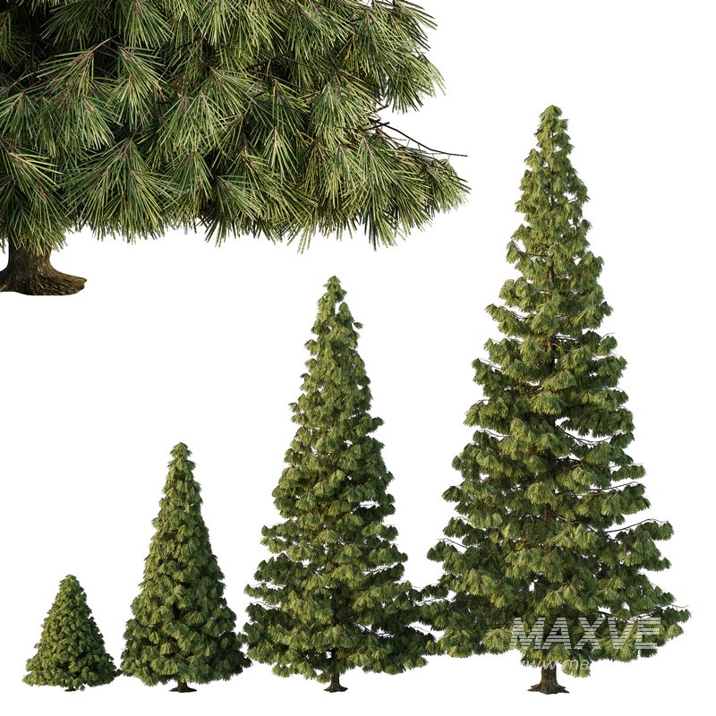 Spruce Tree07 - Image 2