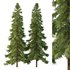 Alaska cedar Tree03 - Thumbnail 1