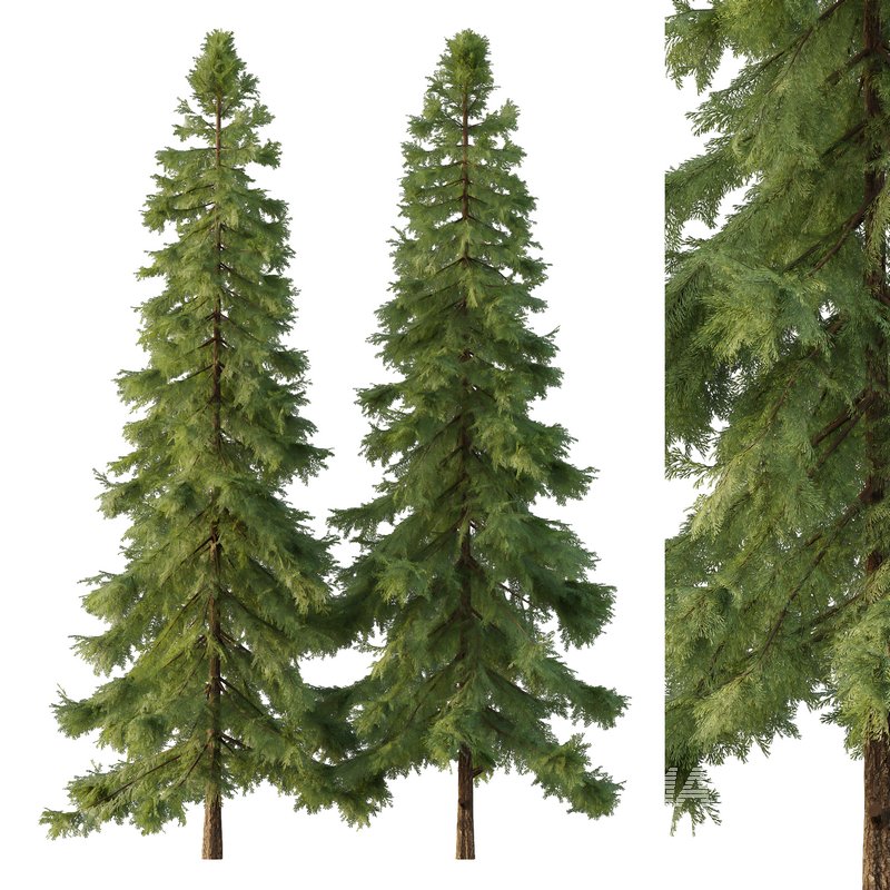 Alaska cedar Tree03 - Image 1