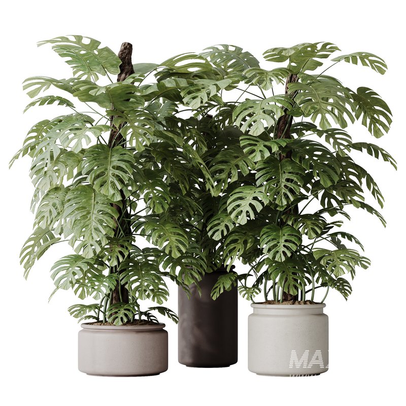 HousePlants Elegant Monstera Deliciosa Large Leaf Form Swiss Cheese - Image 1