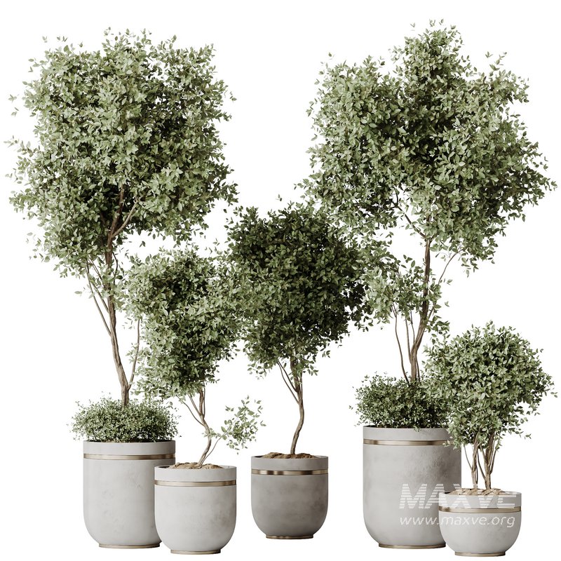 HQ HousePlants Mission Kalamata Leccino Arbequina Wilsonii Chemlali Olive Set 21 - Image 1