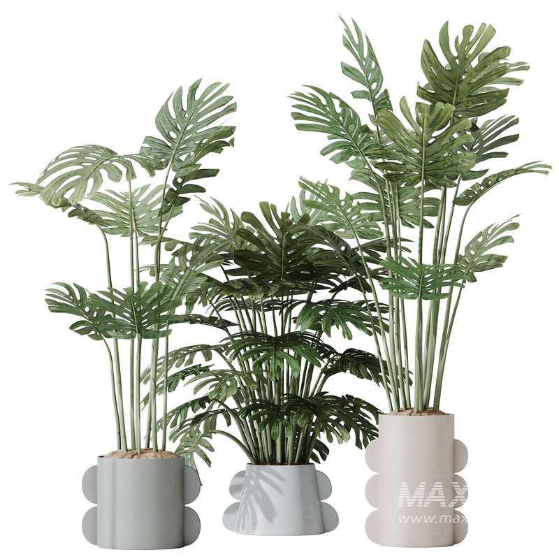 HousePlants Elegant Monstera Deliciosa Large Leaf Form Swiss Cheese Set04 - Image 1