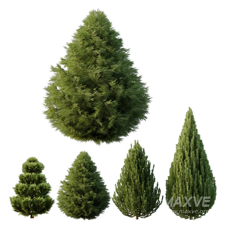 4 different bush types - Image 1