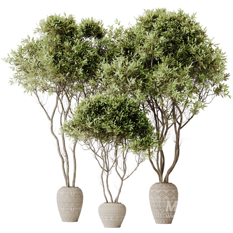 HQ HousePlants Mission Kalamata Leccino Arbequina Wilsonii Chemlali Olive Set17 - Image 2