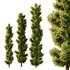 italian Cypress Tree04 - Thumbnail 1