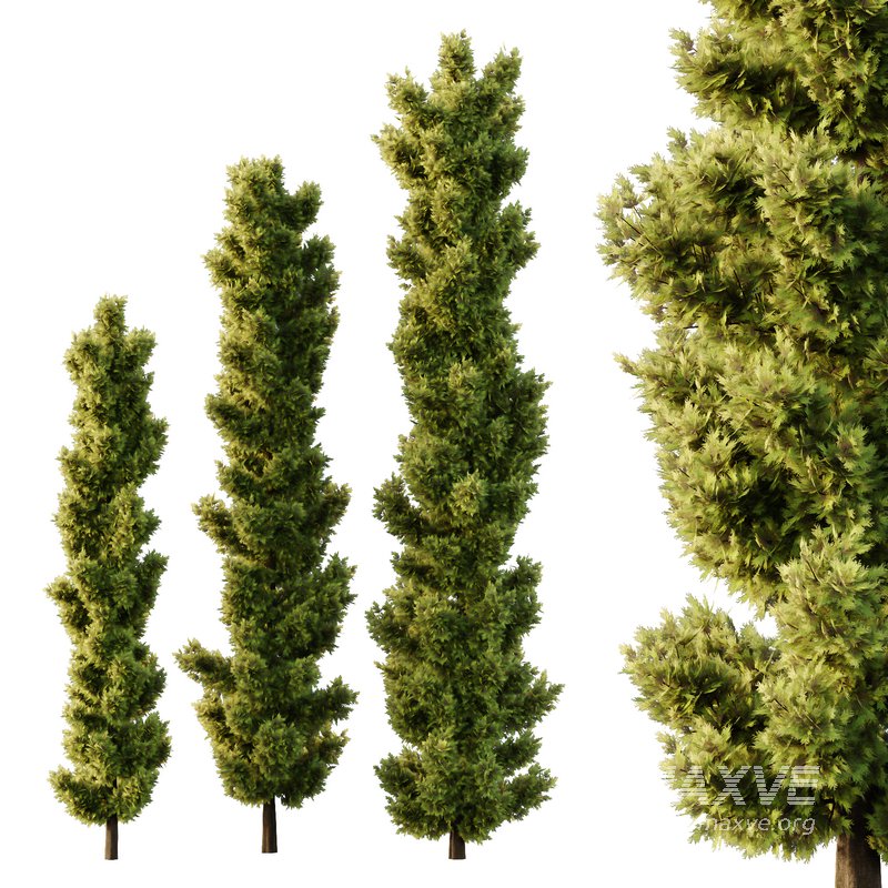 italian Cypress Tree04 - Image 1