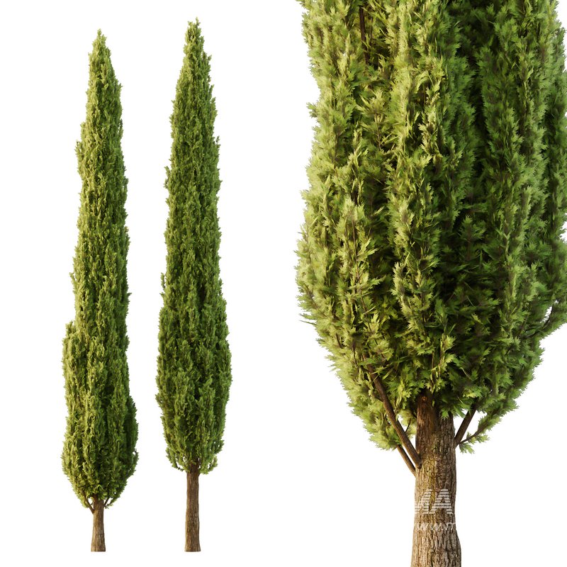 Italian Cypress Tree06 - Image 1