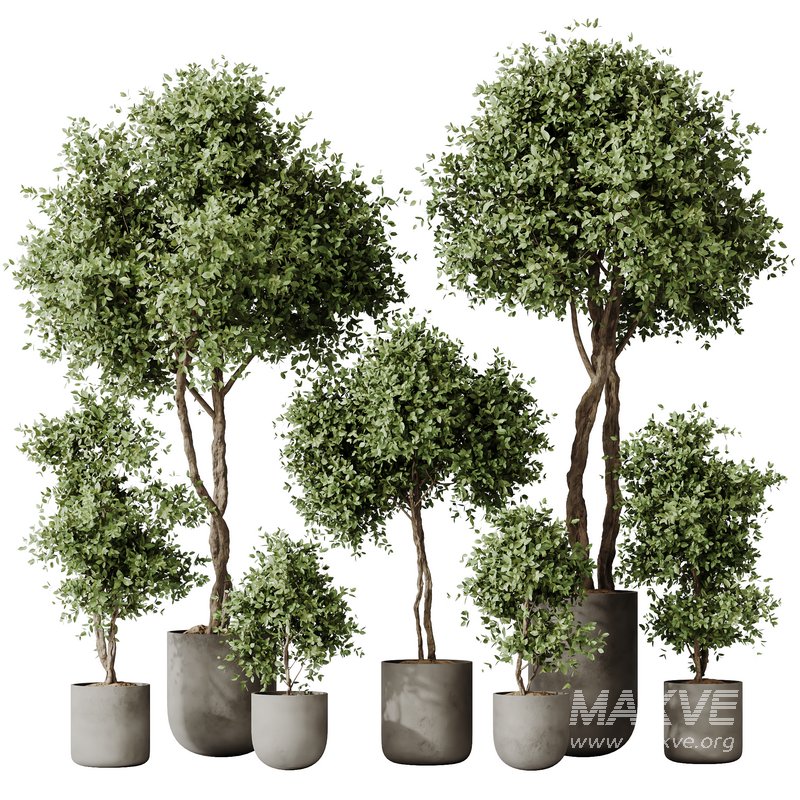 HousePlants Mission Kalamata Leccino Arbequina Wilsonii Chemlali Olive Set19 - Image 1