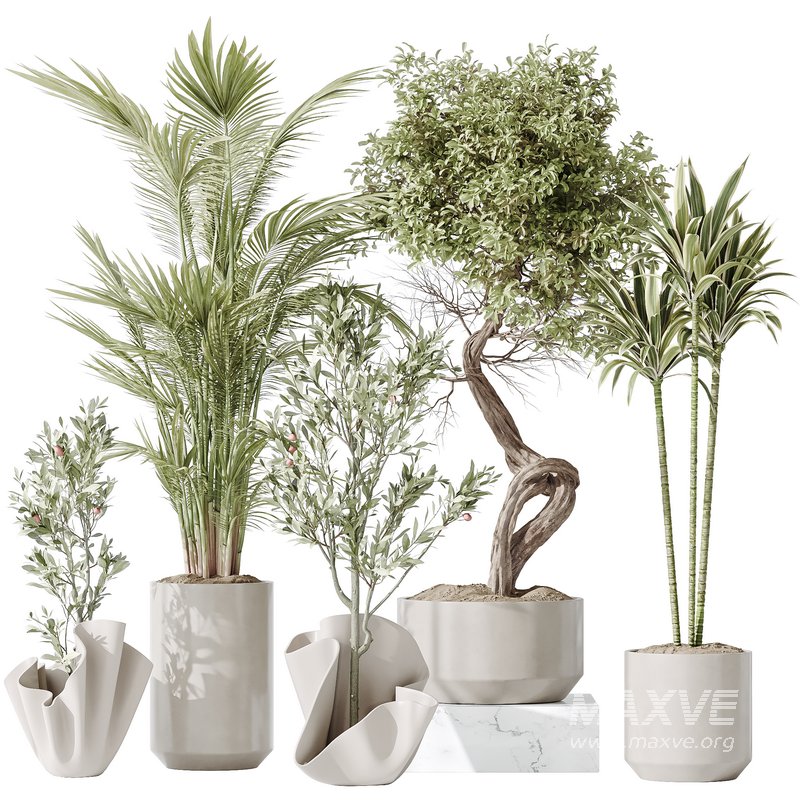 Indoor plant set 33 - Image 5