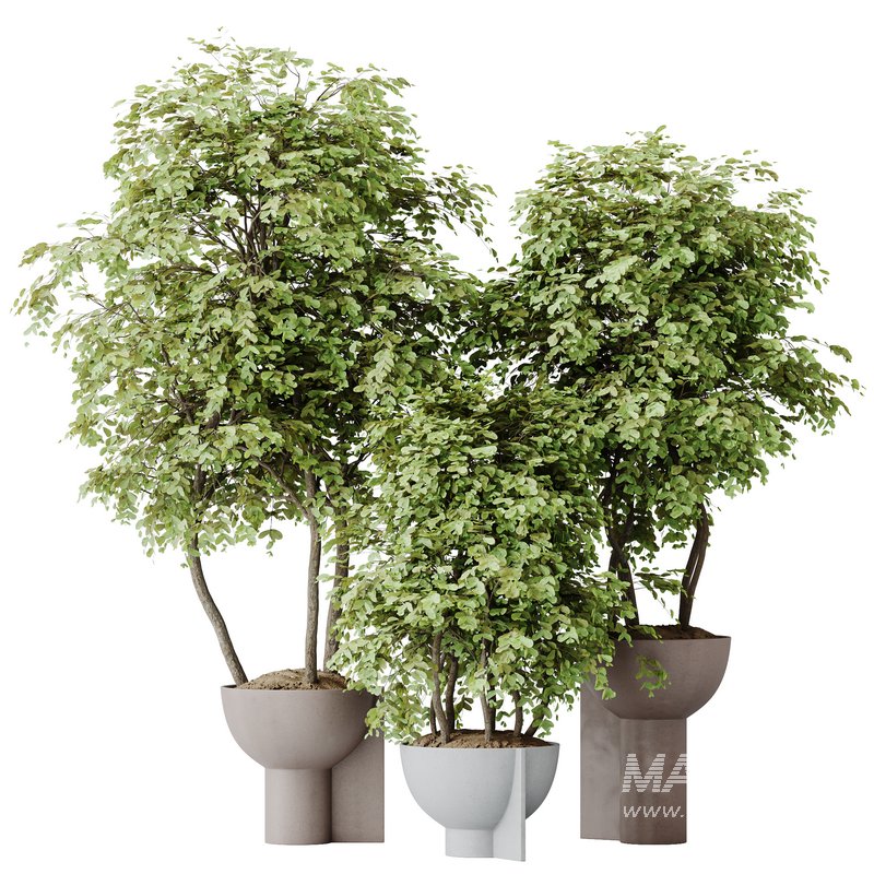 HousePlants Mission Kalamata Leccino Arbequina Wilsonii Chemlali Olive Set15 - Image 1