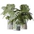 HousePlants Elegant Monstera Deliciosa Large Leaf Form Swiss Cheese Set03 - Thumbnail 2