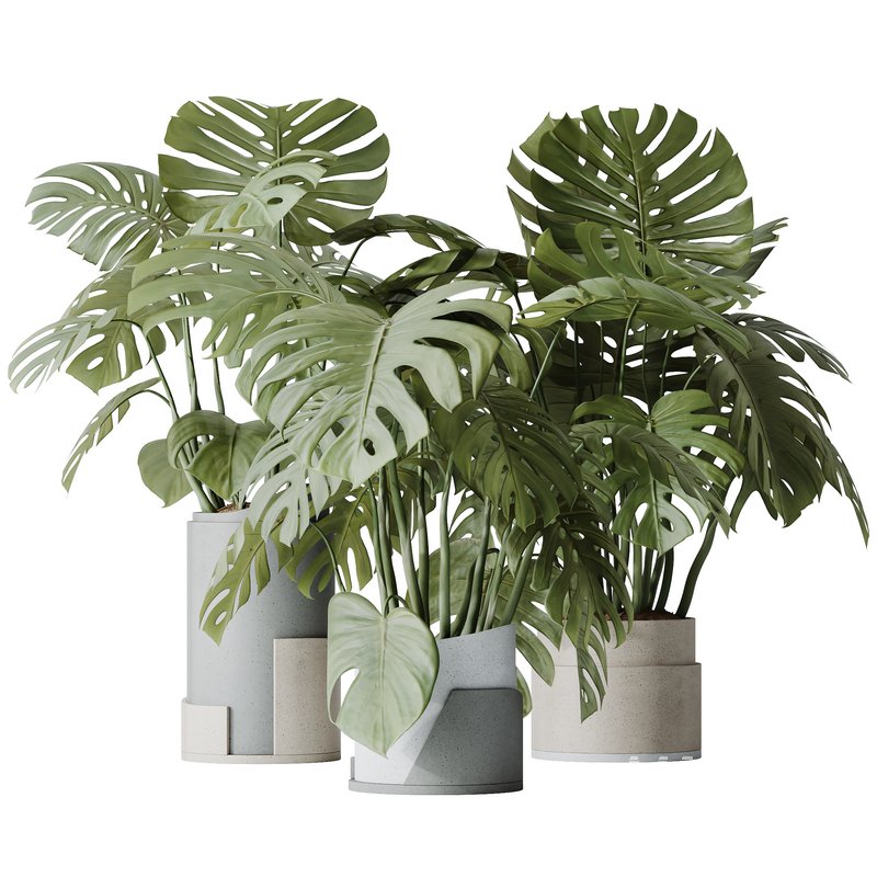 HousePlants Elegant Monstera Deliciosa Large Leaf Form Swiss Cheese Set03 - Image 2