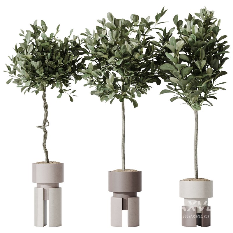 HousePlants Ficus Microcarpa Moclame Indian Laurel Set03 - Image 2