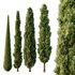 Italian Cypress Tree11 - Thumbnail 1