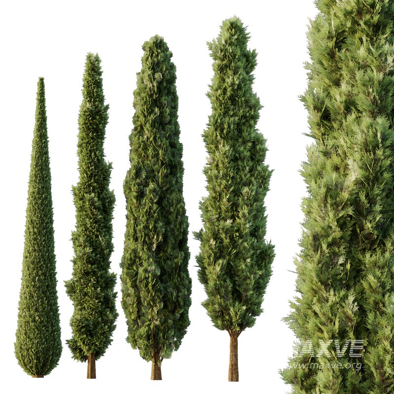 Italian Cypress Tree11 - Image 1