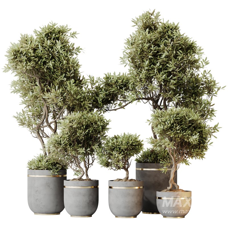 HQ HousePlants Mission Kalamata Leccino Arbequina Wilsonii Chemlali Olive Set 22 - Image 1