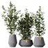 HousePlants Ficus Microcarpa Moclame Indian Laurel Set01 - Thumbnail 2