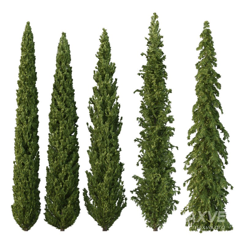 Cedrus deodara14 - Image 1