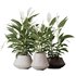 HQ HousePlants Spathiphyllum Wallisii Bellini Peace Lily Domino - Thumbnail 1