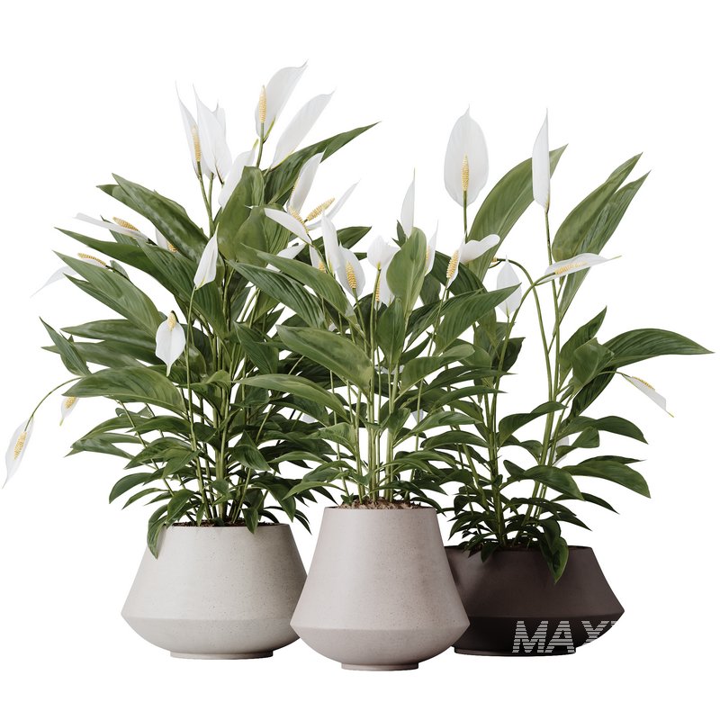 HQ HousePlants Spathiphyllum Wallisii Bellini Peace Lily Domino - Image 1