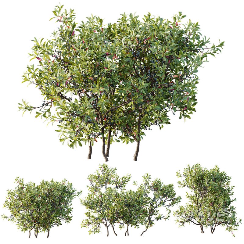 Plants Myrica Morella Pennsylvania Bayberry Candleberry Northern Fruit - Image 1