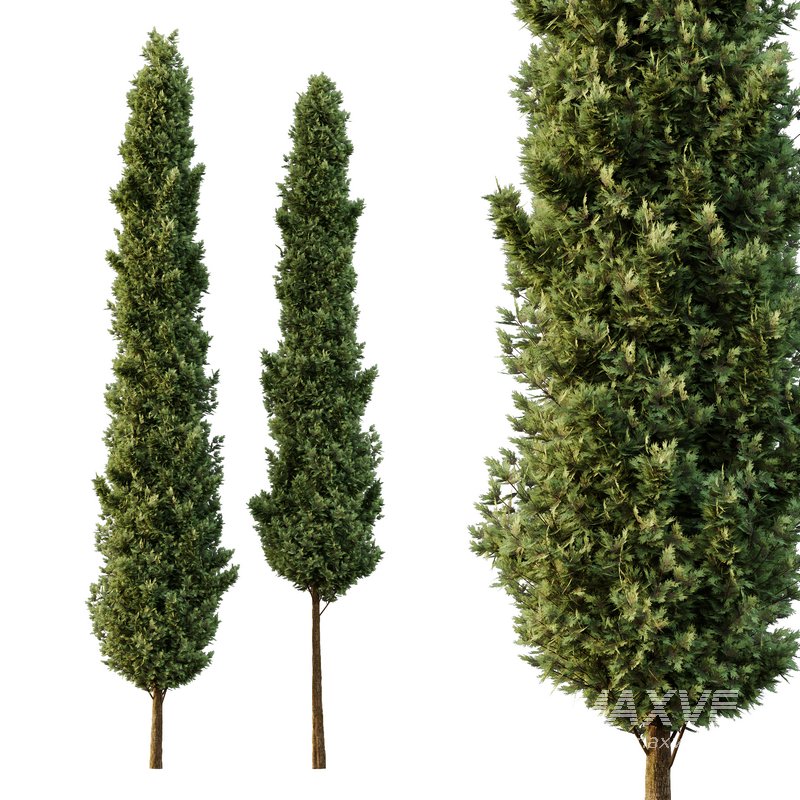 Italian Cypress Tree07 - Image 1