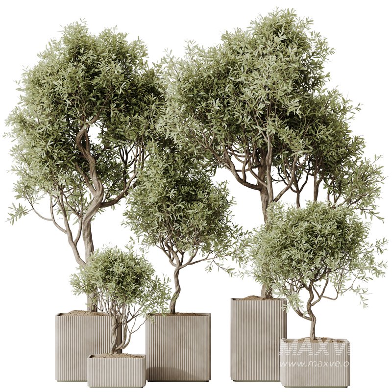 HQ HousePlants Mission Kalamata Leccino Arbequina Wilsonii Chemlali Olive Set 23 - Image 1