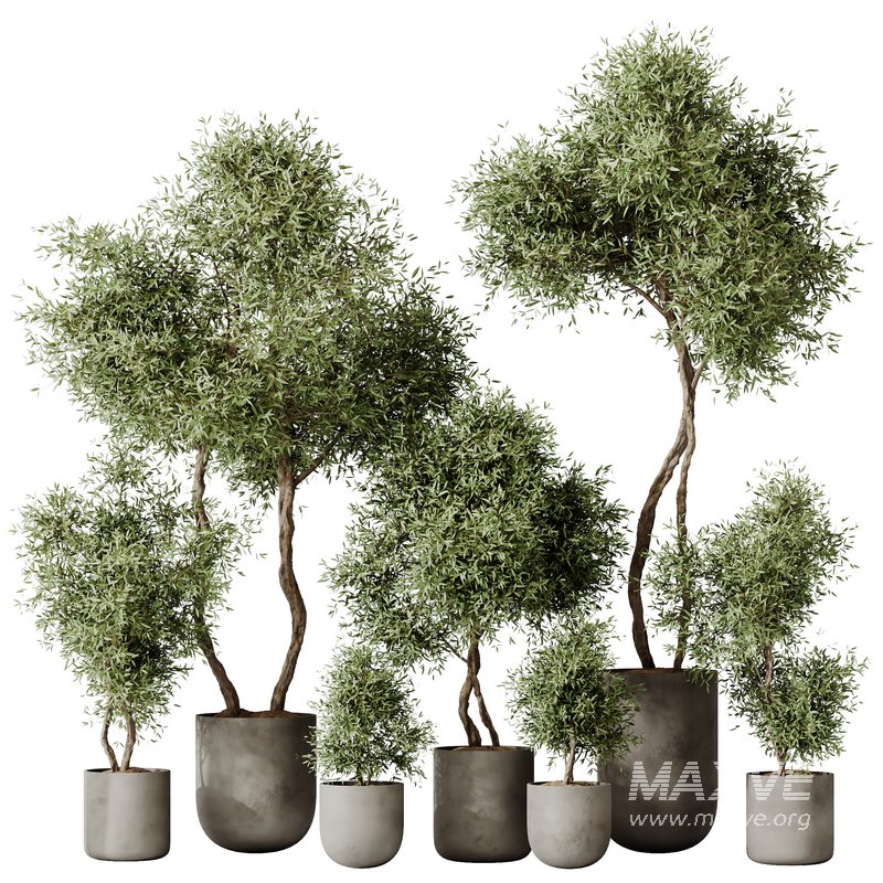 HQ HousePlants Mission Kalamata Leccino Arbequina Wilsonii Chemlali Olive Set 20 - Image 1